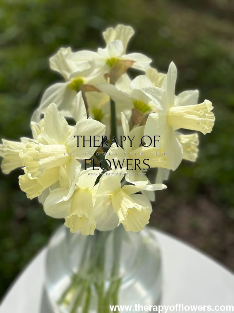 Narcissus Watch Up therapyofflowers.com