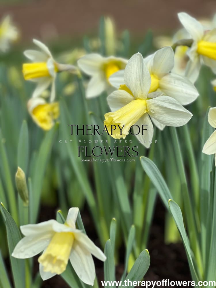 Narcissus Watch Up therapyofflowers.com