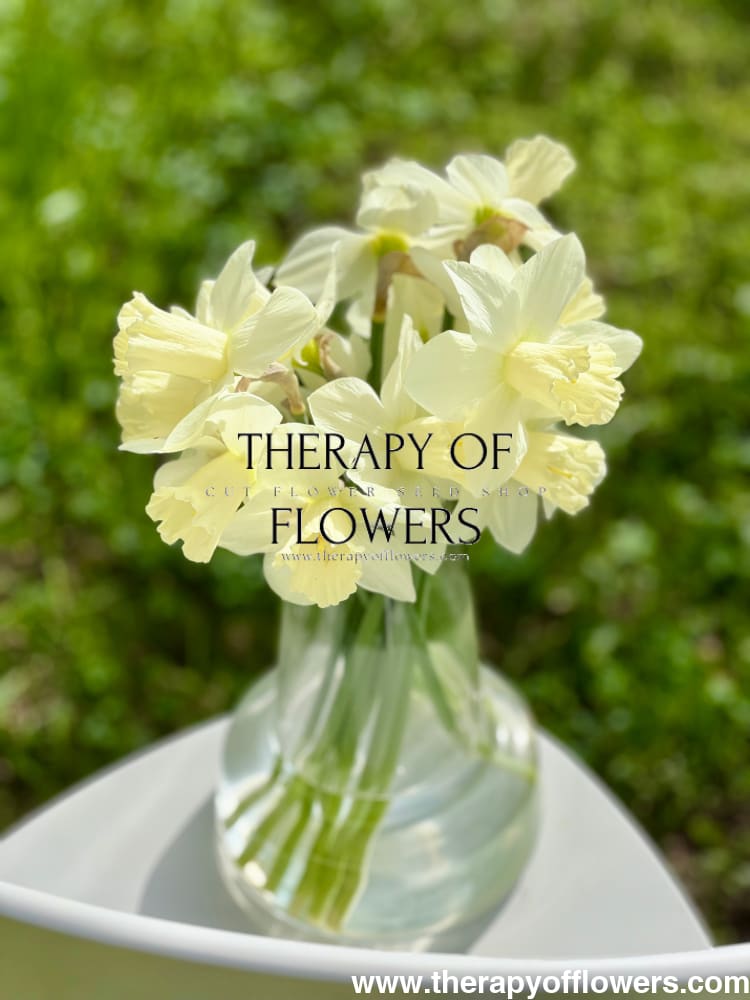 Narcissus Watch Up therapyofflowers.com