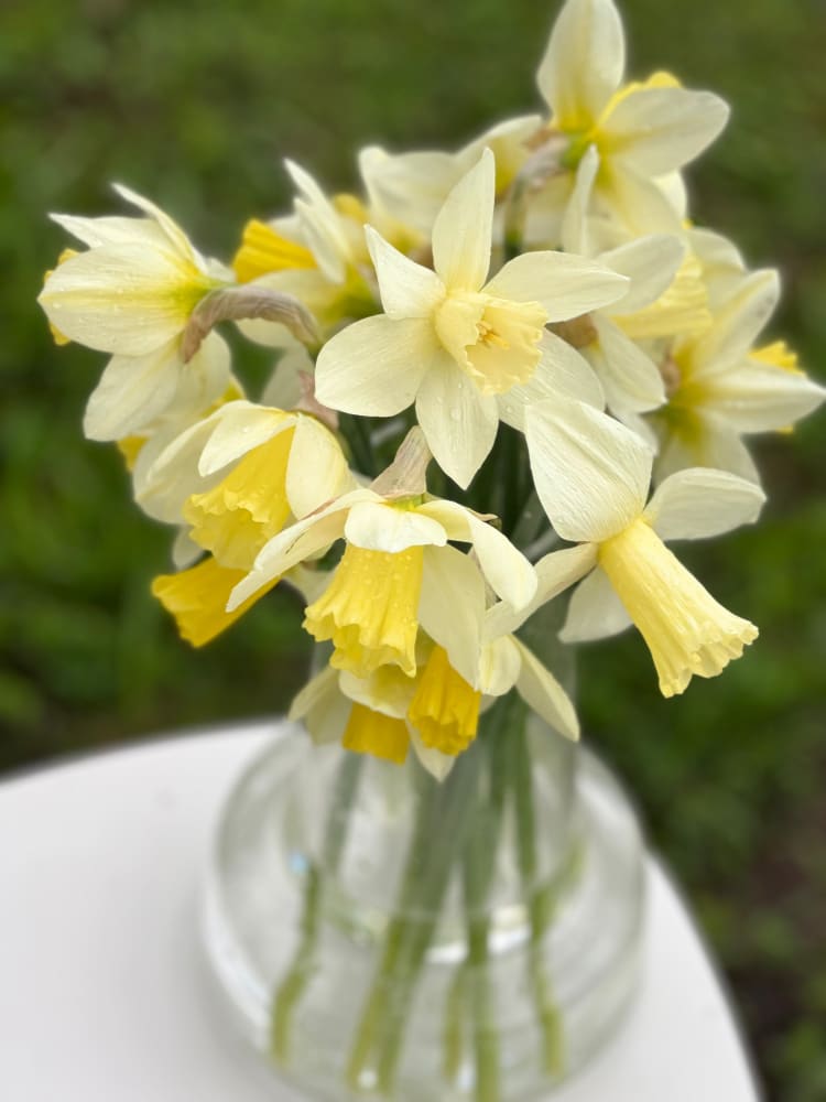 Narcissus Watch Up therapyofflowers.com