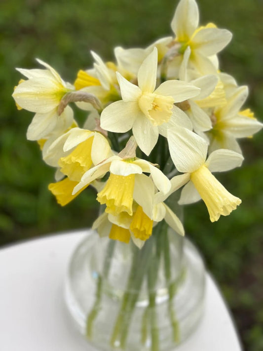 Narcissus Watch Up therapyofflowers.com