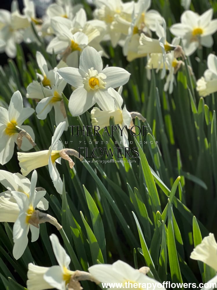 Narcissus Watch Up therapyofflowers.com