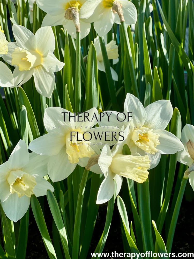 Narcissus Watch Up therapyofflowers.com