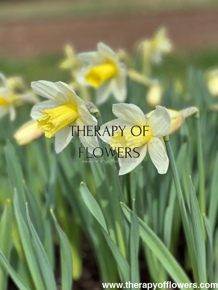 Narcissus Watch Up therapyofflowers.com