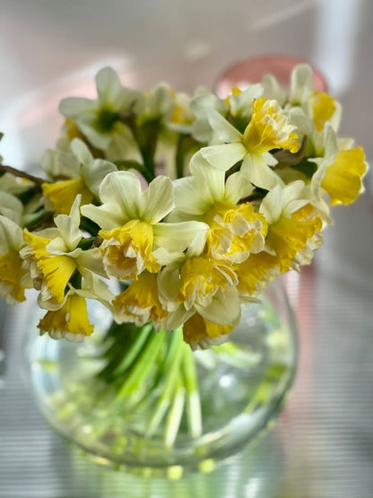 Narcissus Wave therapyofflowers.com