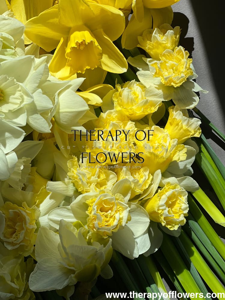 Narcissus Wave therapyofflowers.com