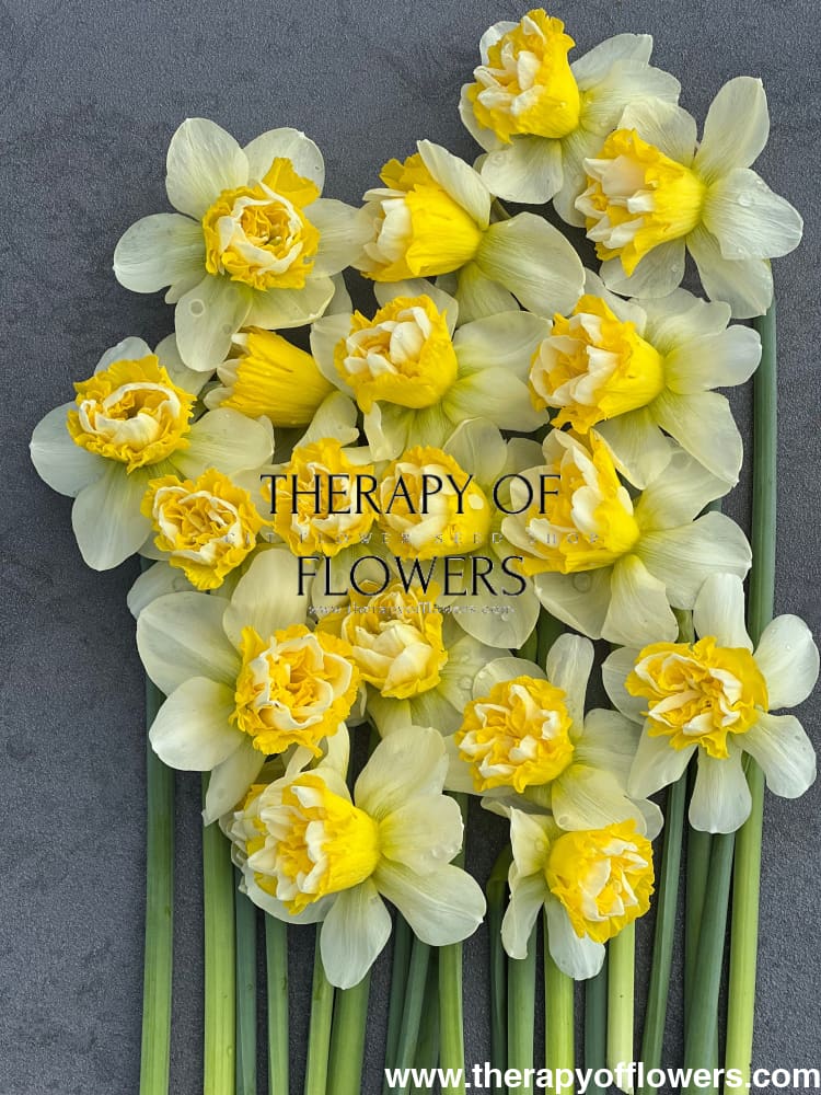 Narcissus Wave therapyofflowers.com