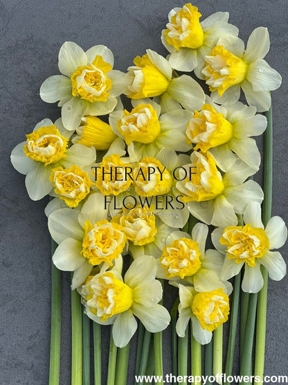 Narcissus Wave therapyofflowers.com