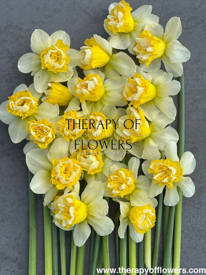 Narcissus Wave therapyofflowers.com
