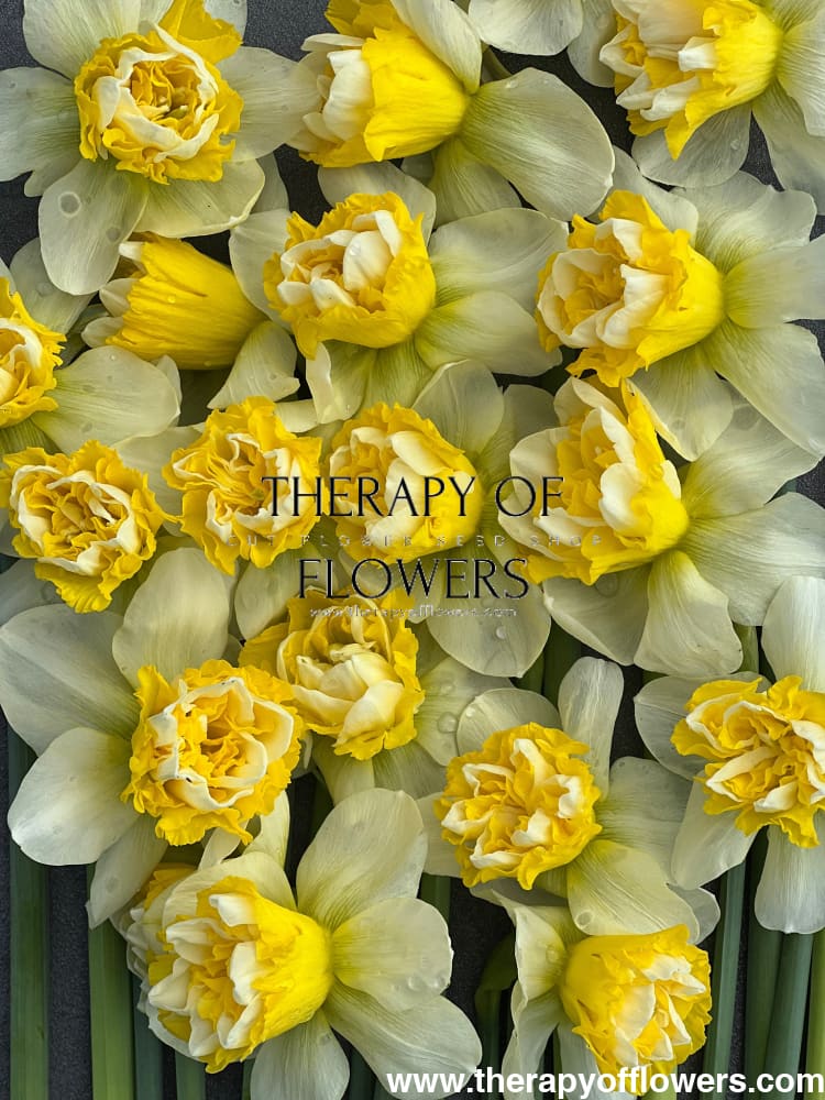 Narcissus Wave therapyofflowers.com