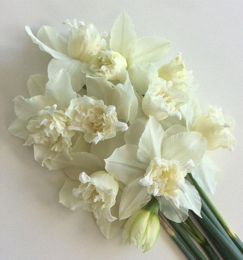 Narcissus [ナルシス] WEB STORE