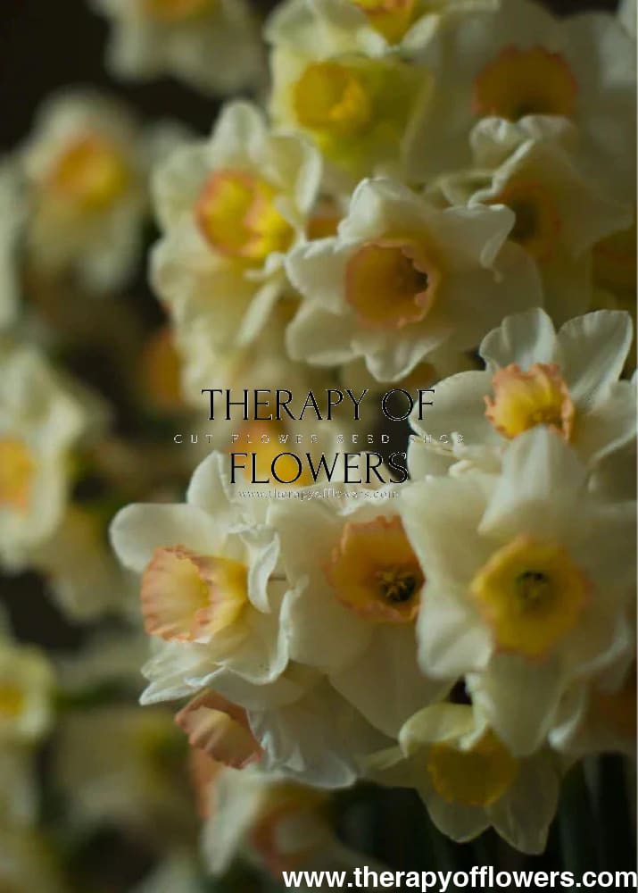 Narcissus Yazz therapyofflowers.com