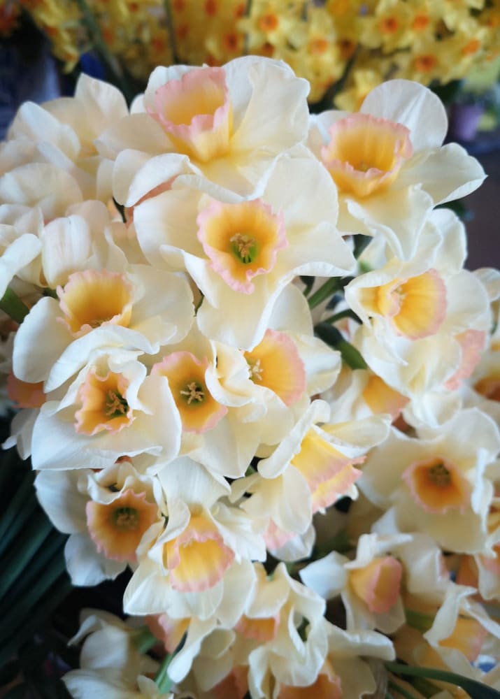 Narcissus Yazz therapyofflowers.com