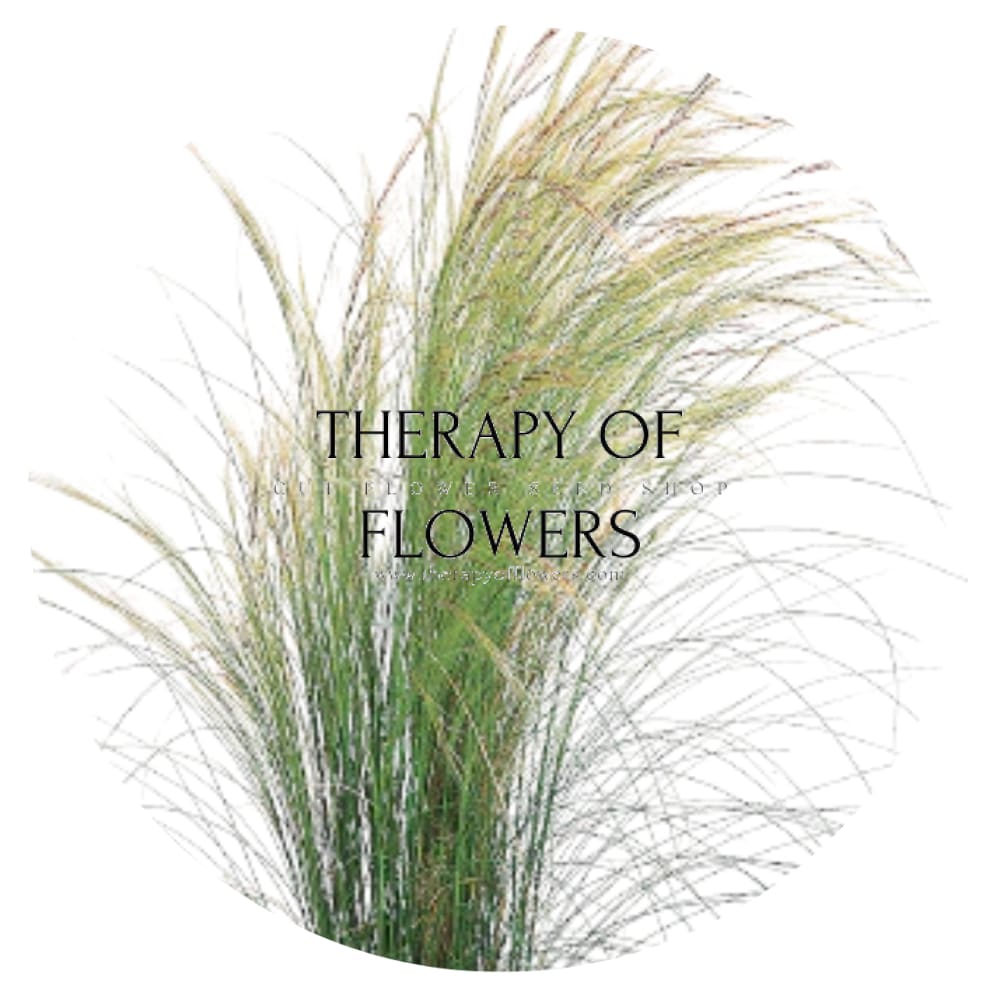 Nassella tenuissima Pony Tails | Mexican feather grass - 50 seeds / Grown as an annual / 75 cm - Seeds