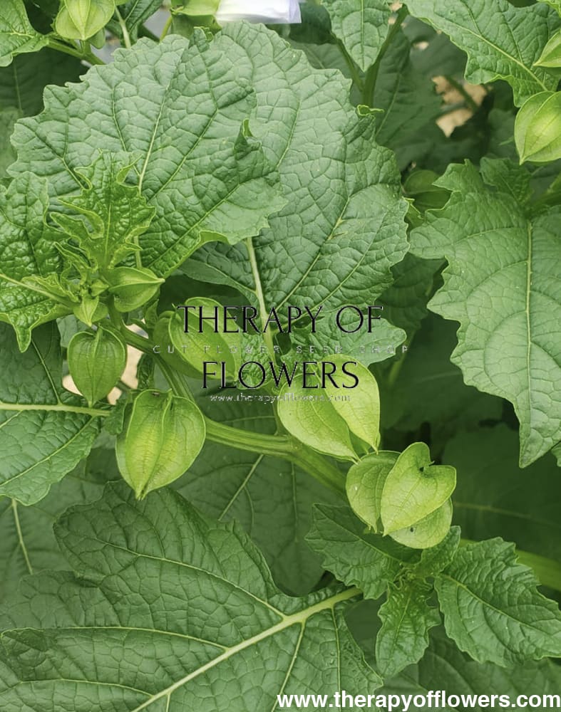 Nicandra physalodes Apple of Peru therapyofflowers.com