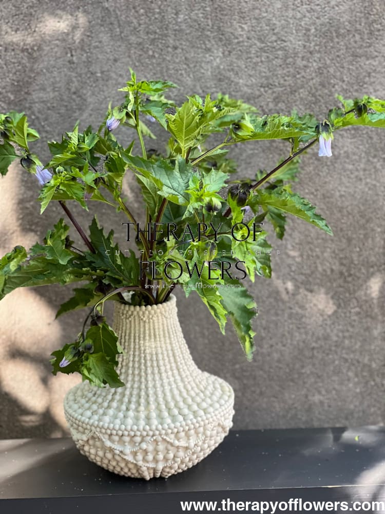 Nicandra physalodes Apple of Peru therapyofflowers.com