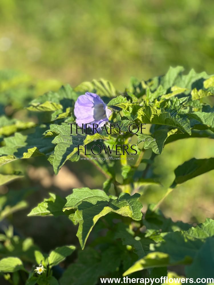 Nicandra physalodes Apple of Peru | Shoo Fly Plant - 20 raw seeds / 90 cm - seeds