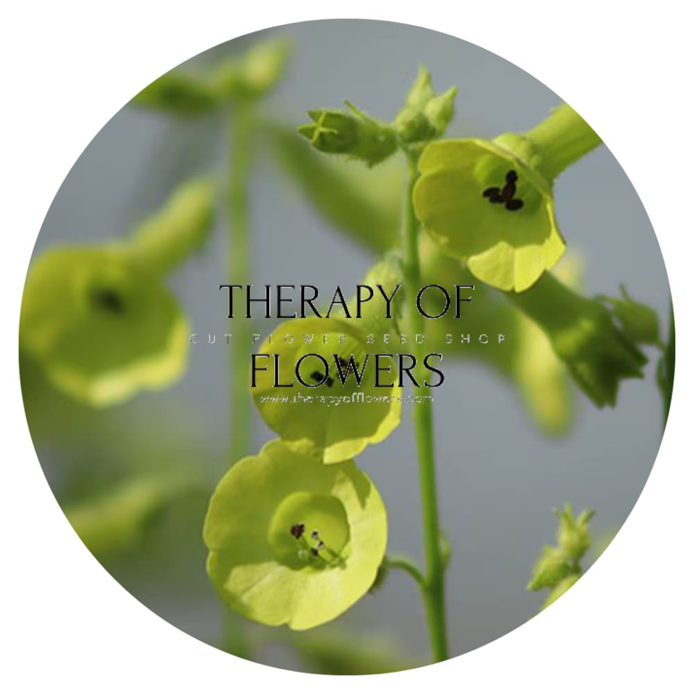 Nicotiana langsdorffii Lemon Tree therapyofflowers.com