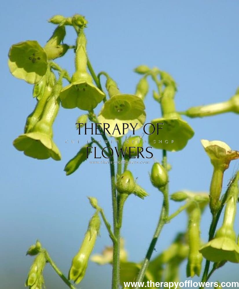 Nicotiana langsdorffii Lemon Tree therapyofflowers.com