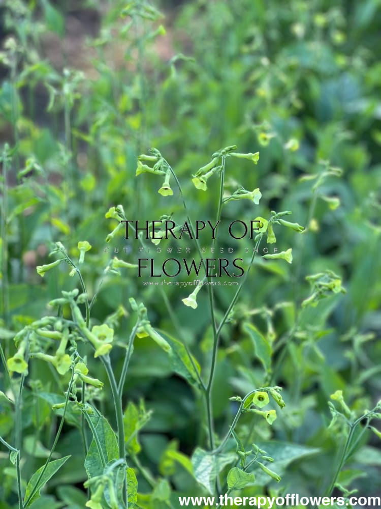 Nicotiana langsdorffii Lemon Tree therapyofflowers.com