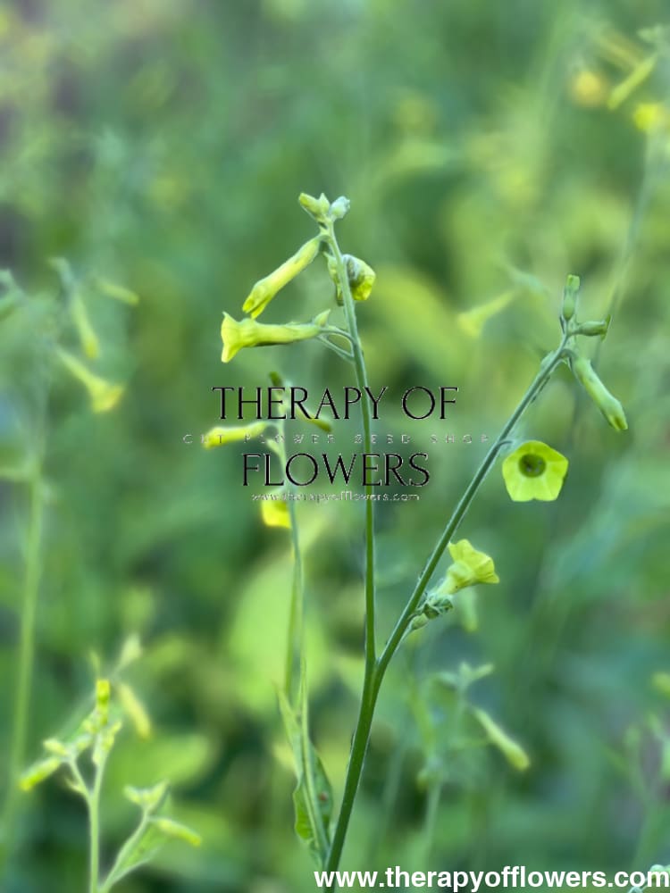 Nicotiana langsdorffii Lemon Tree therapyofflowers.com