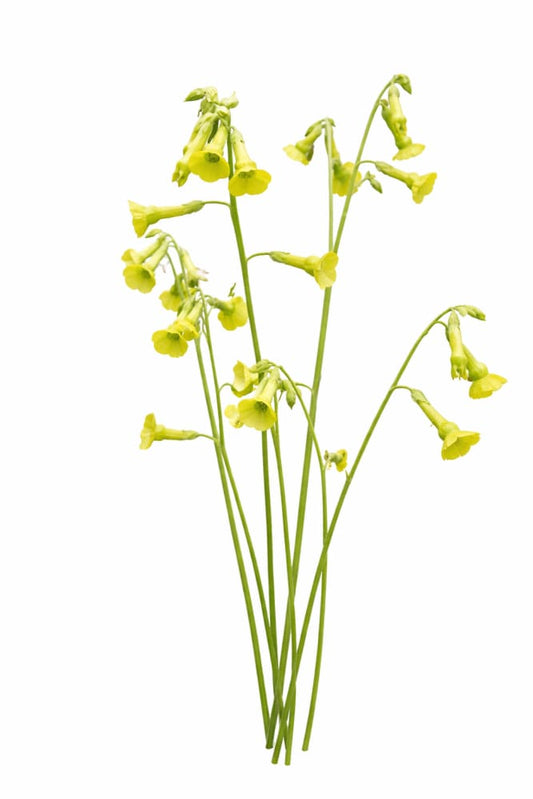 Nicotiana langsdorffii Lemon Tree |Tobacco Plant therapyofflowers.com