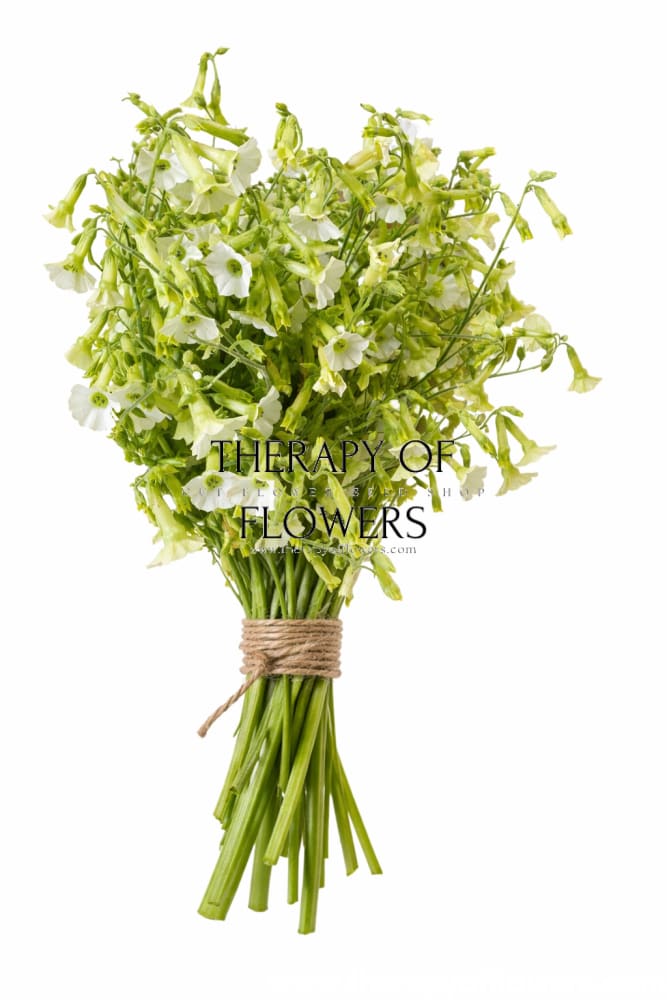 Nicotiana langsdorffii Starlight Dancer | Flowering Tobacco therapyofflowers.com