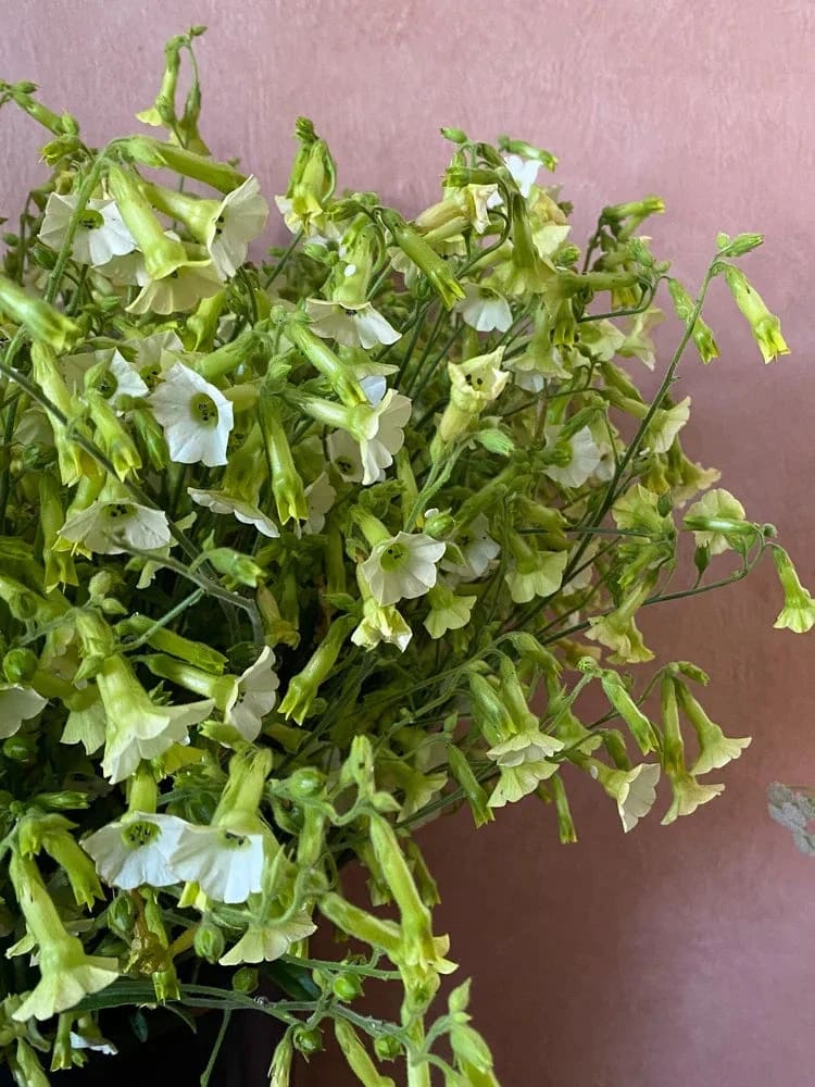 Nicotiana langsdorffii Starlight Dancer | Flowering Tobacco therapyofflowers.com