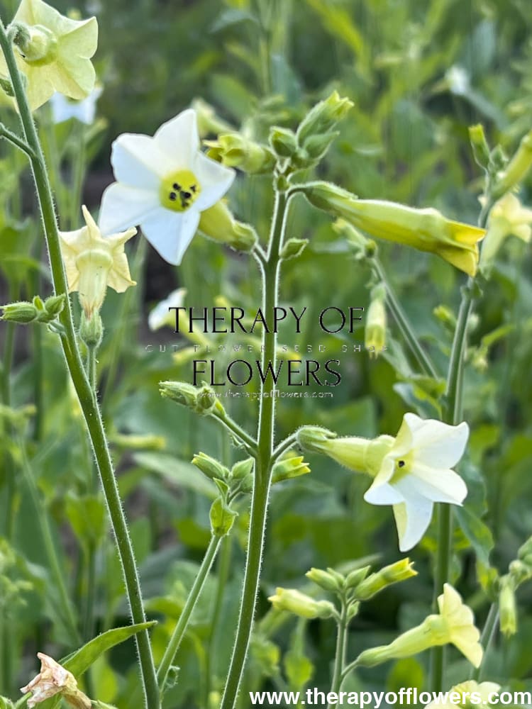 Nicotiana x hybrida Starlight Dancer therapyofflowers.com