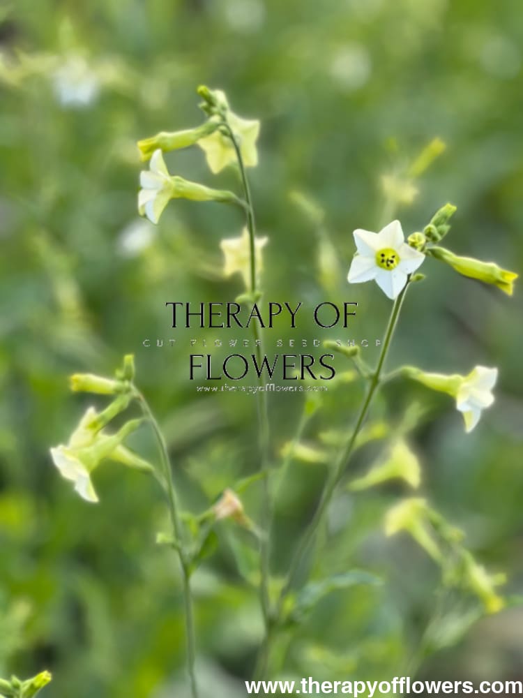 Nicotiana x hybrida Starlight Dancer therapyofflowers.com