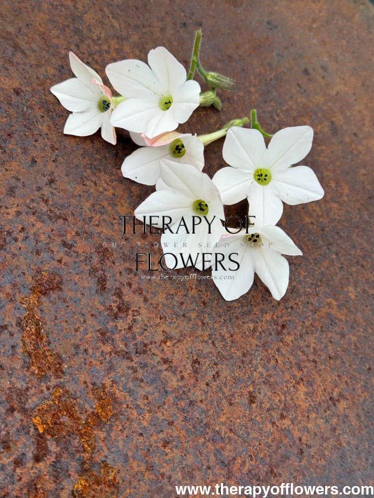 apotheke tobacco blossom Nicotiana x sanderae Sirius Appleblossom F1 apotheke tobacco blossom Nicotiana x sanderae Sirius Appleblossom F1