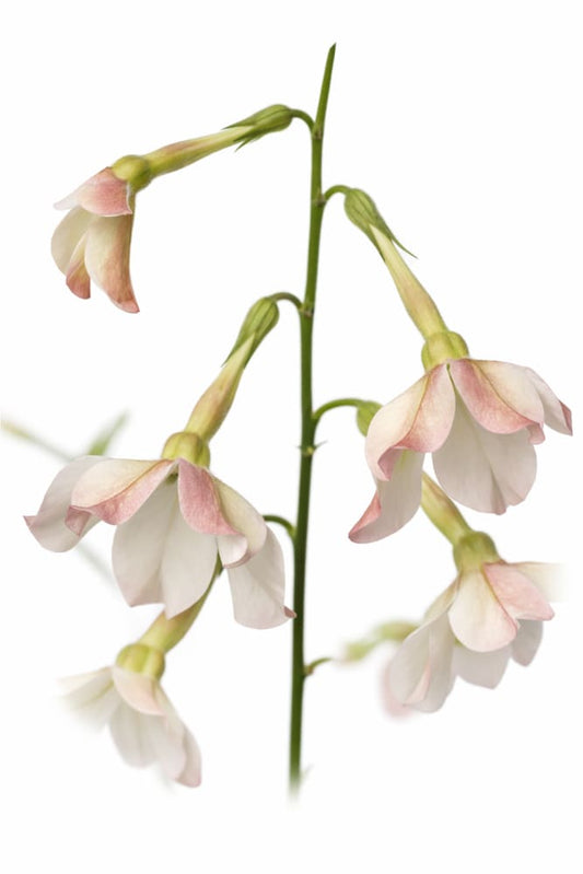 Nicotiana x sanderae Sirius Appleblossom F1 | Flowering Tobacco | Pelleted - 20 seeds / Pelleted / Appleblossom - Seeds