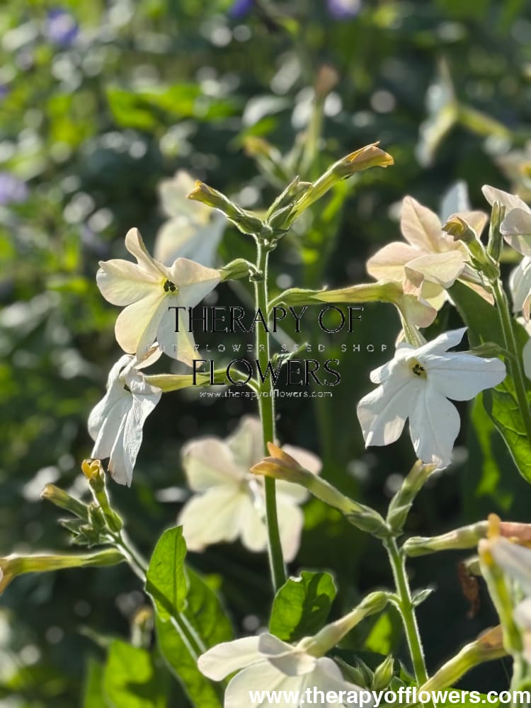 Nicotiana x sanderae Sirius Appleblossom F1 | Flowering Tobacco | Pelleted therapyofflowers.com