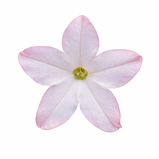 Nicotiana x sanderae Star Flare Appleblossom F1 | Flowering Tobacco | Pelleted - 20 seeds / Pelleted / Appleblossom