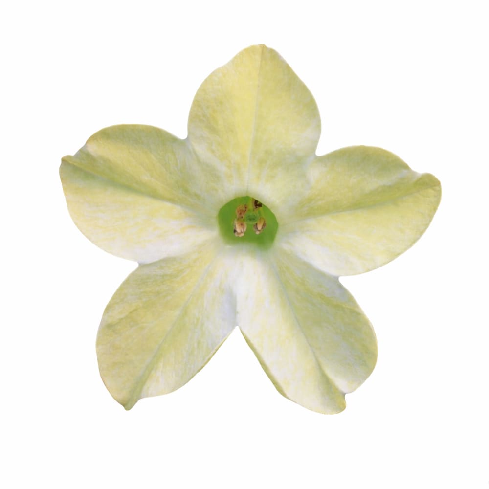 Nicotiana x sanderae Star Flare Lime F1 | Flowering Tobacco | Pelleted - 20 Pelleted seeds / Pelleted / Lime - Seeds