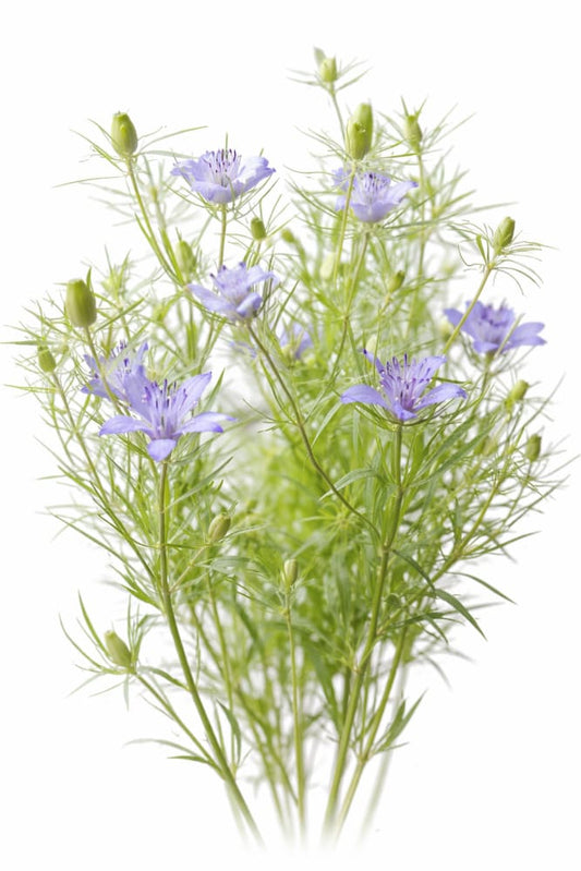 Nigella bucharica ‘Blue Stars’ | Love-in-a-Mist - 0.5 gram / 30–50 cm - seeds