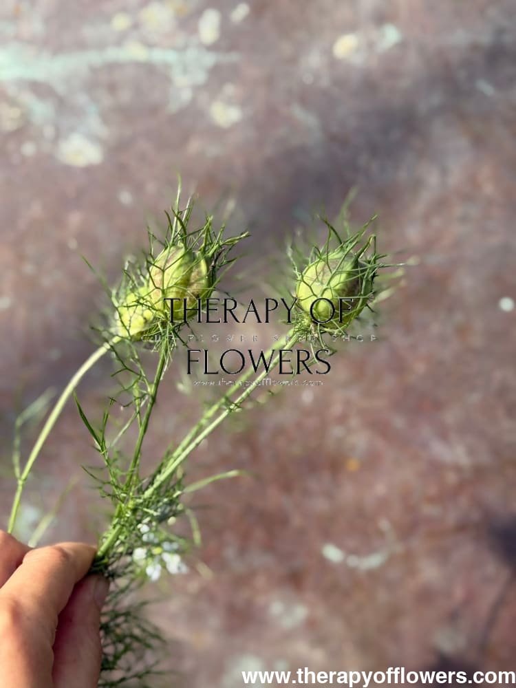 Nigella damascena Miss Jekyll Light Blue | Love-in-a-Mist | 2 gram therapyofflowers.com