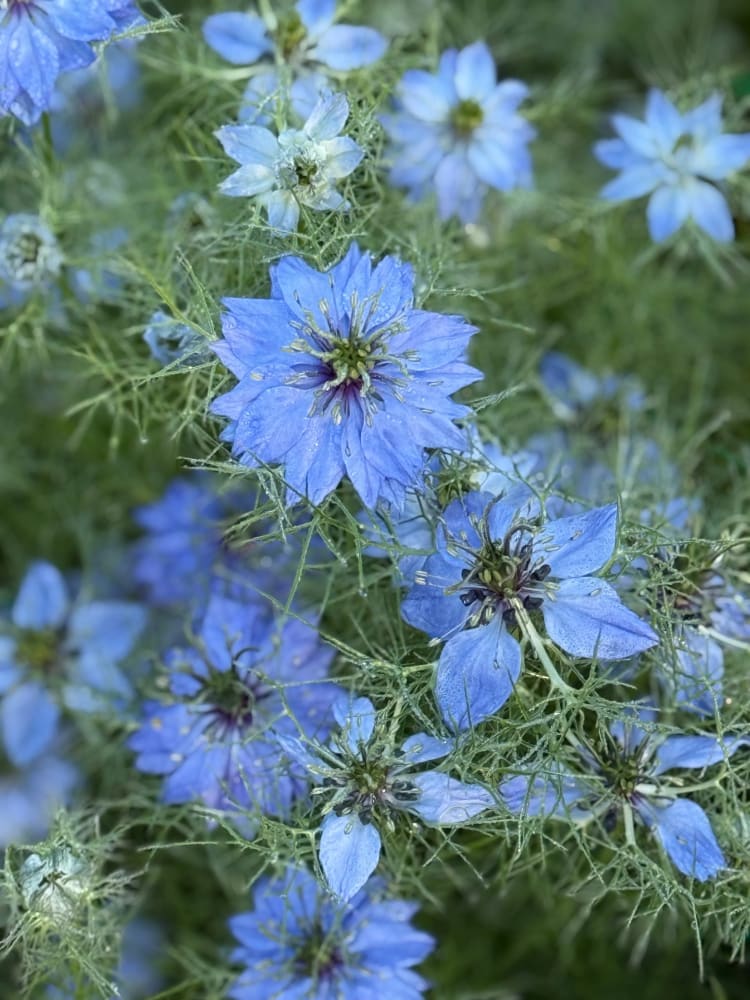Nigella damascena Miss Jekyll Light Blue – therapyofflowers.com
