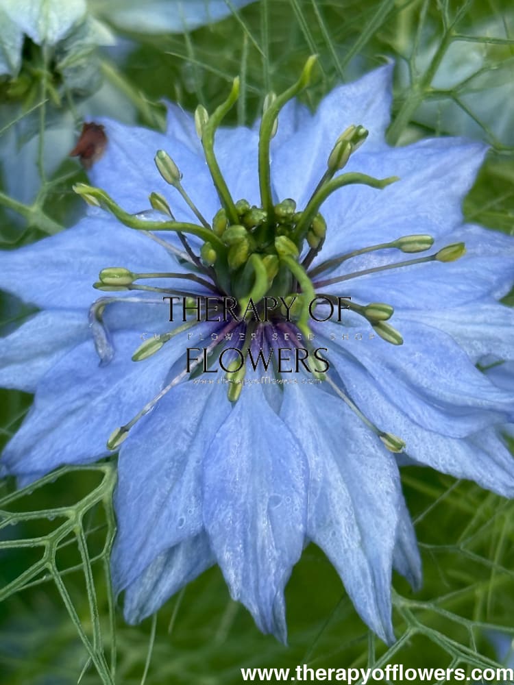 Nigella damascena Miss Jekyll Light Blue | Love-in-a-Mist | 2 gram therapyofflowers.com