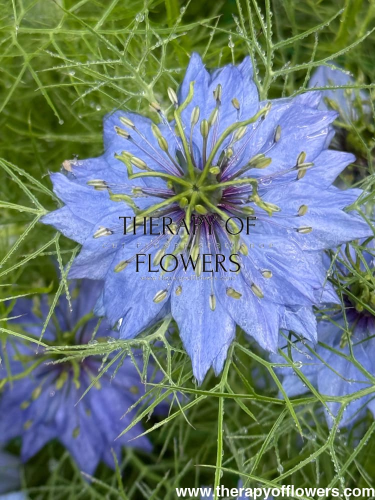 Nigella damascena Miss Jekyll Light Blue | Love-in-a-Mist | 2 gram therapyofflowers.com