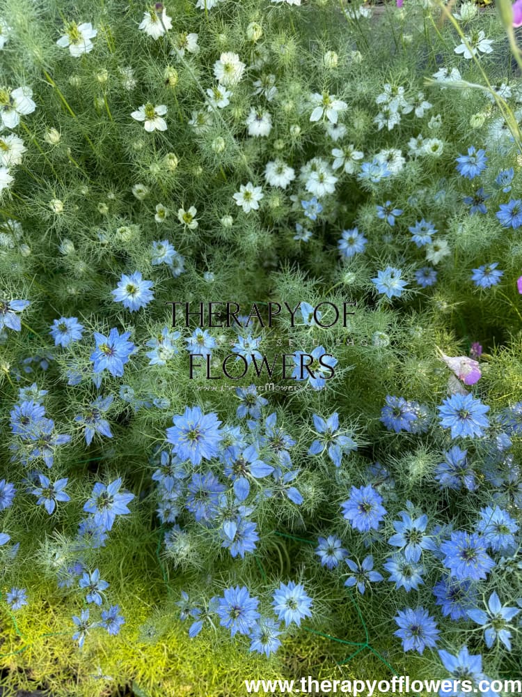 Nigella damascena Miss Jekyll Light Blue | Love-in-a-Mist | 2 gram therapyofflowers.com