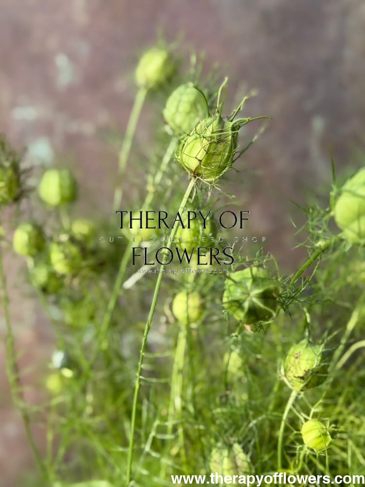 Nigella damascena Miss Jekyll Light Blue | Love-in-a-Mist | 2 gram therapyofflowers.com