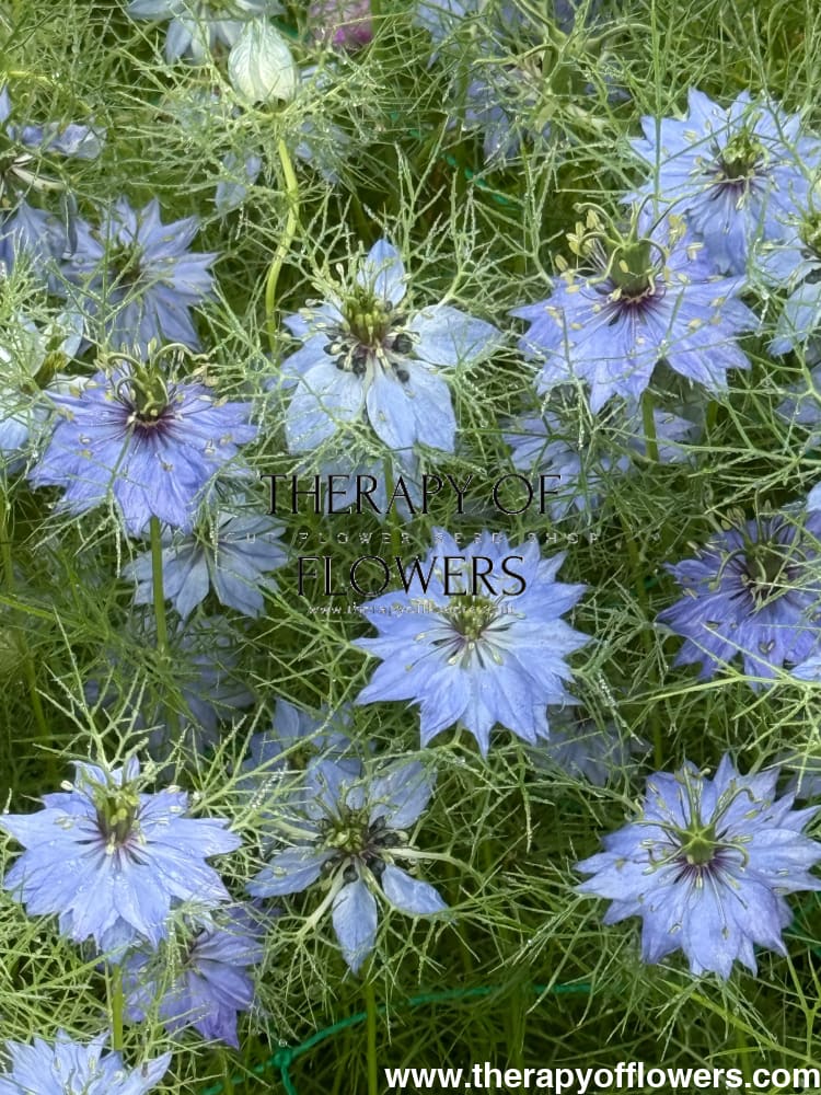 Nigella damascena Miss Jekyll Light Blue | Love-in-a-Mist | 2 gram therapyofflowers.com
