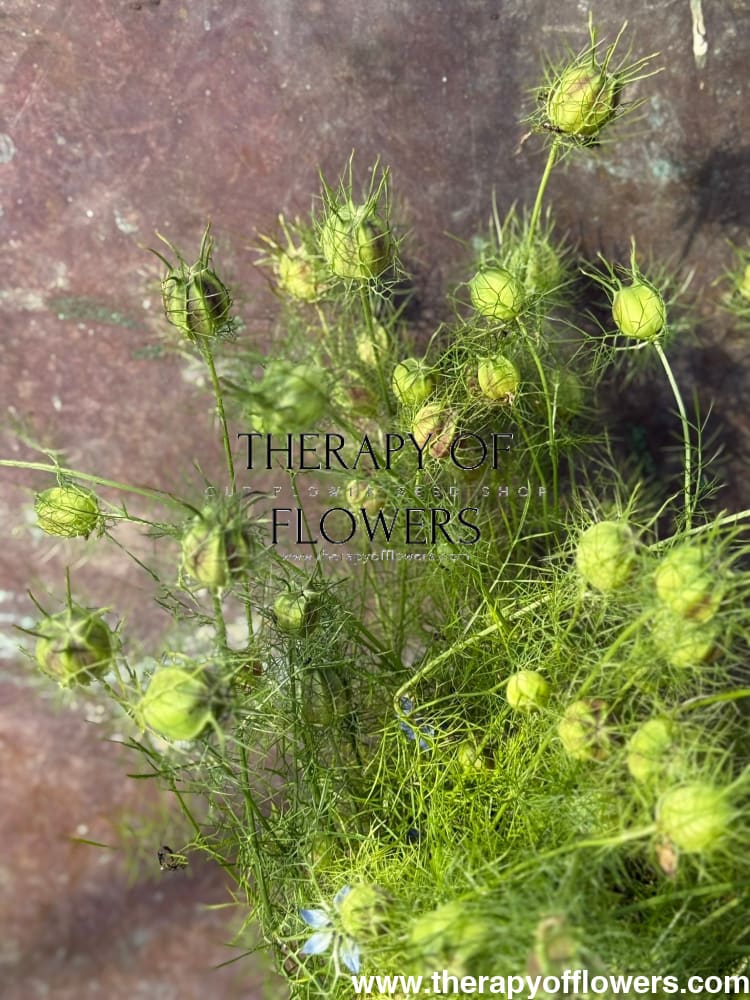 Nigella damascena Miss Jekyll white | Love-in-a-Mist | 2 gram therapyofflowers.com
