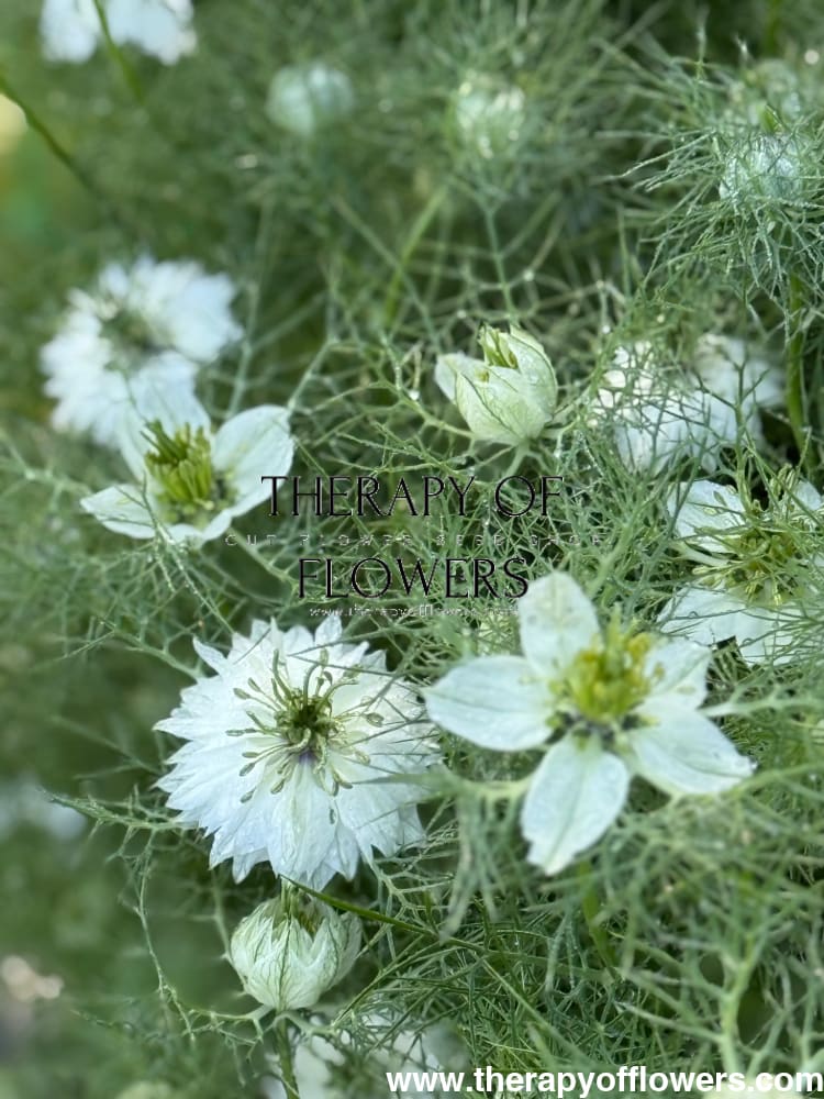 Nigella damascena Miss Jekyll white | Love-in-a-Mist | 2 gram therapyofflowers.com