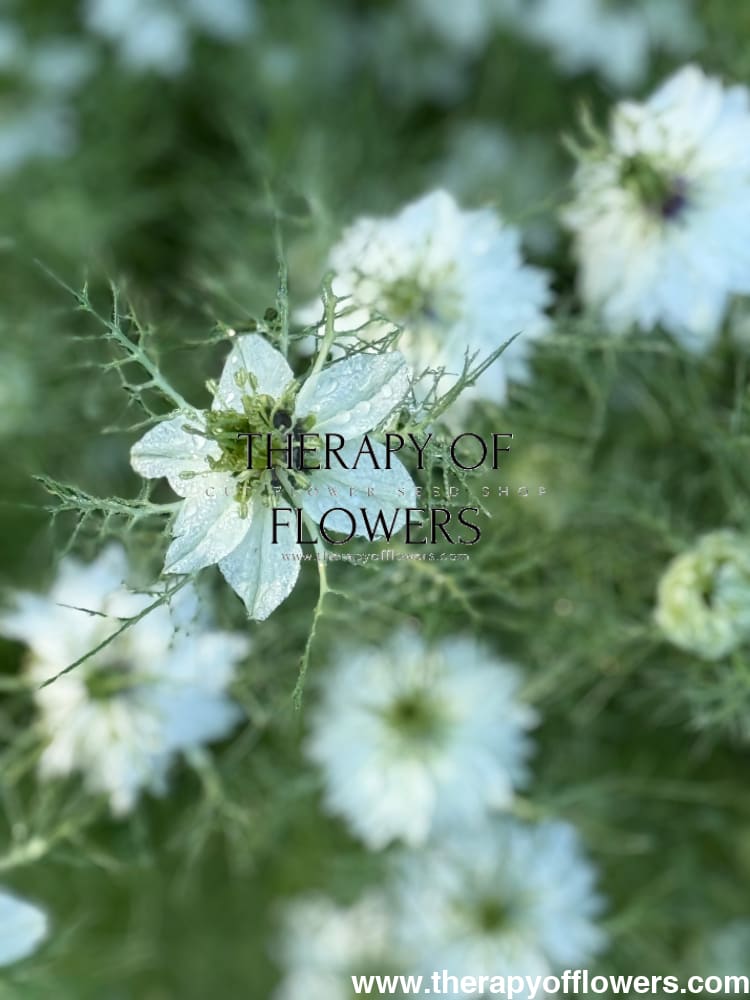 Nigella damascena Miss Jekyll white | Love-in-a-Mist | 2 gram therapyofflowers.com