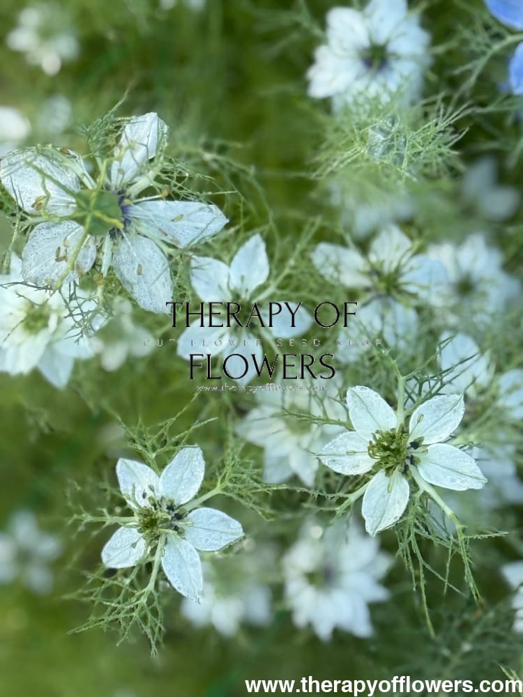 Nigella damascena Miss Jekyll white | Love-in-a-Mist | 2 gram therapyofflowers.com