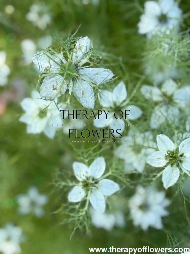 Nigella damascena Miss Jekyll white | Love-in-a-Mist | 2 gram therapyofflowers.com