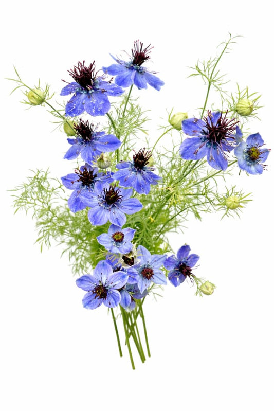 Nigella hispanica Dark Blue | Love-in-a-Mist - 1 gram / 70 cm - seeds