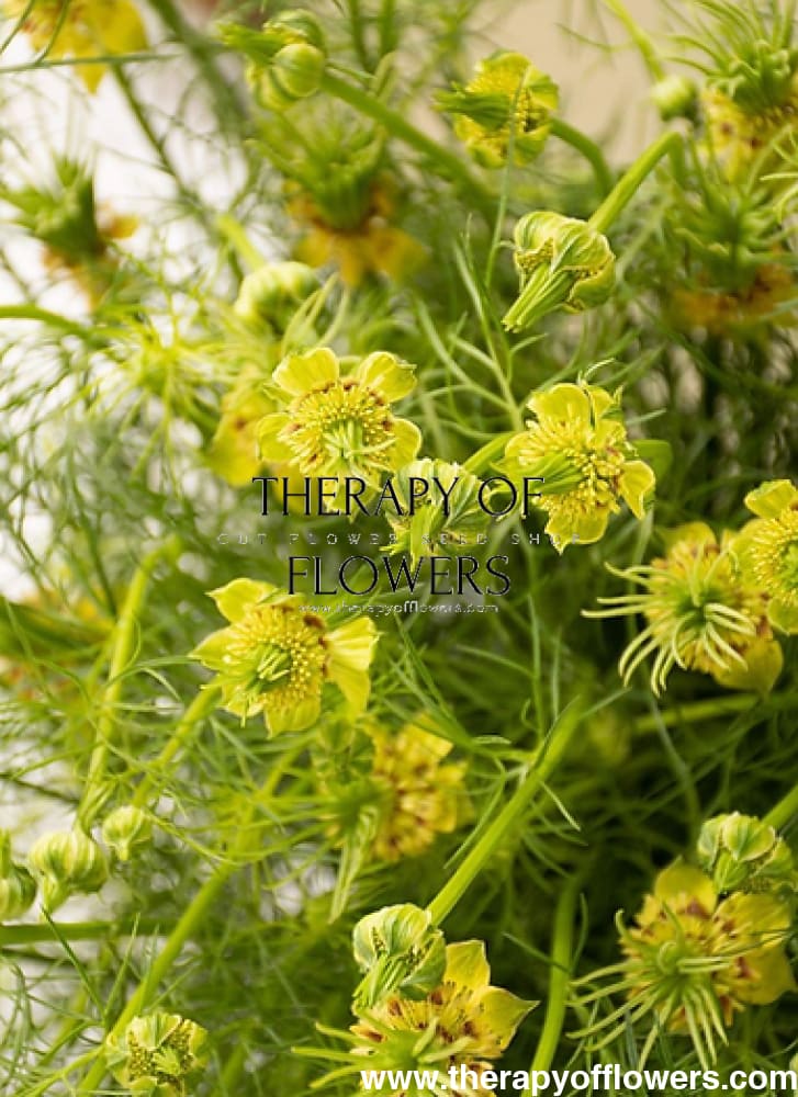 Nigella orientalis Transformer | Love-in-a-Mist - 1 gram / 70 cm / Vibrant yellow - seeds